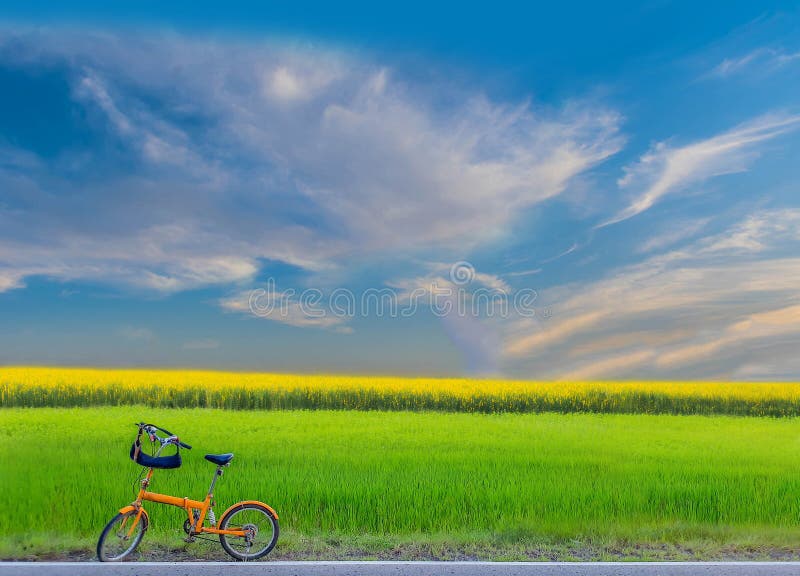 Giacimento verde del risone, canapa delle indie, canapa indiana, campo giallo della pianta con la bicicletta, il bello cielo e nu fotografia stock Giacimento verde del risone, canapa delle indie, canapa indiana, campo giallo della pianta con la bicicletta, il bello cielo e nu fotografia stock