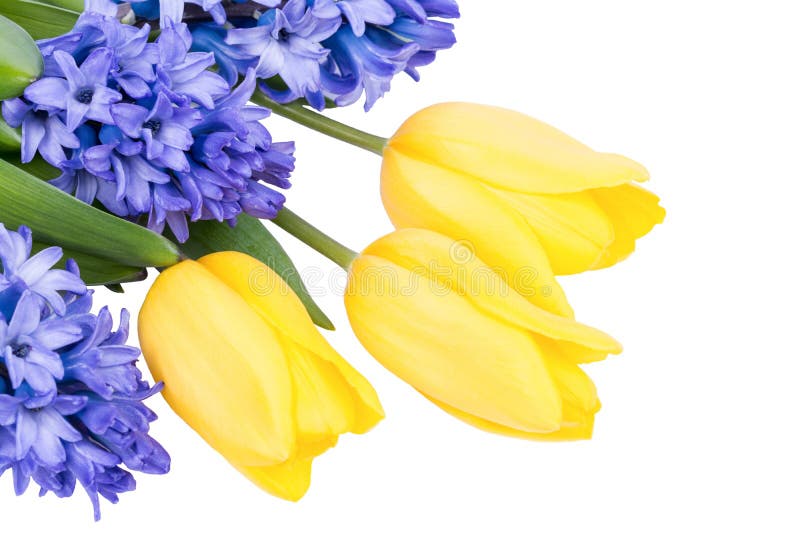 Giacinto blu e tulipani gialli isolati su bianco fotografie stock libere da diritti Giacinto blu e tulipani gialli isolati su bianco fotografie stock libere da diritti