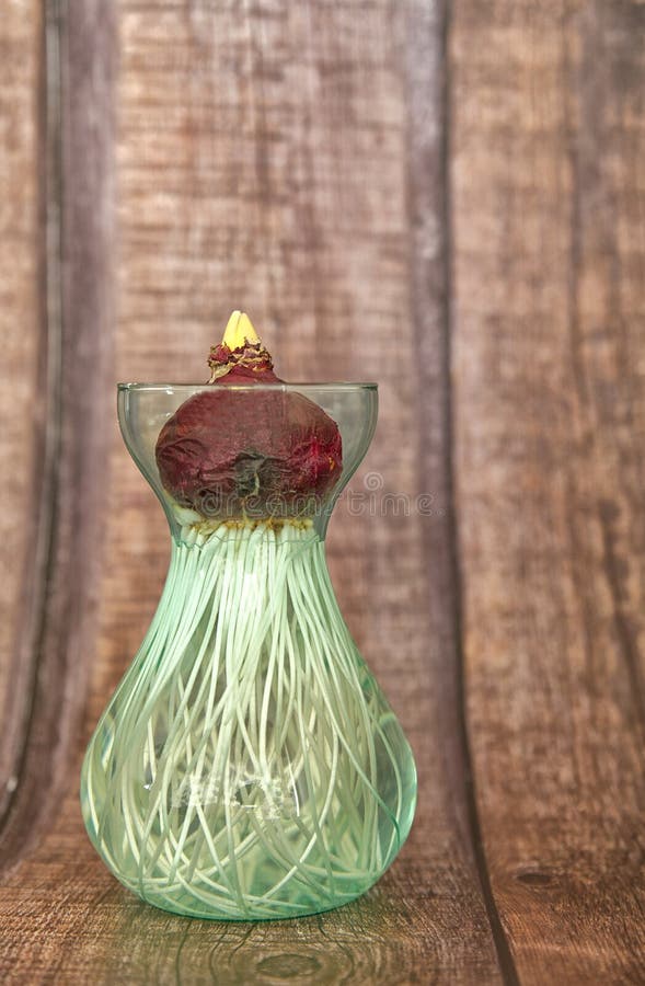 A burgundy coloured Hyacinth bulb, sits at the top of a glass vase, filled with water, with it`s shoots growing into it. The bulb is forced to grow by being kept in a cool dark place until the shoots have grown sufficiently. A burgundy coloured Hyacinth bulb, sits at the top of a glass vase, filled with water, with it`s shoots growing into it. The bulb is forced to grow by being kept in a cool dark place until the shoots have grown sufficiently.