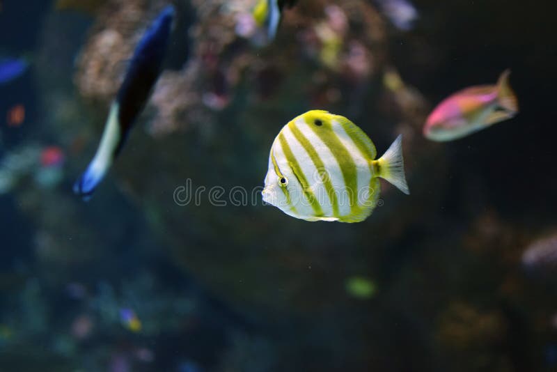 Giallo e bianco ha spogliato il pesce della farfalla dentro l'acquario fotografia stock libera da diritti Giallo e bianco ha spogliato il pesce della farfalla dentro l'acquario fotografia stock libera da diritti
