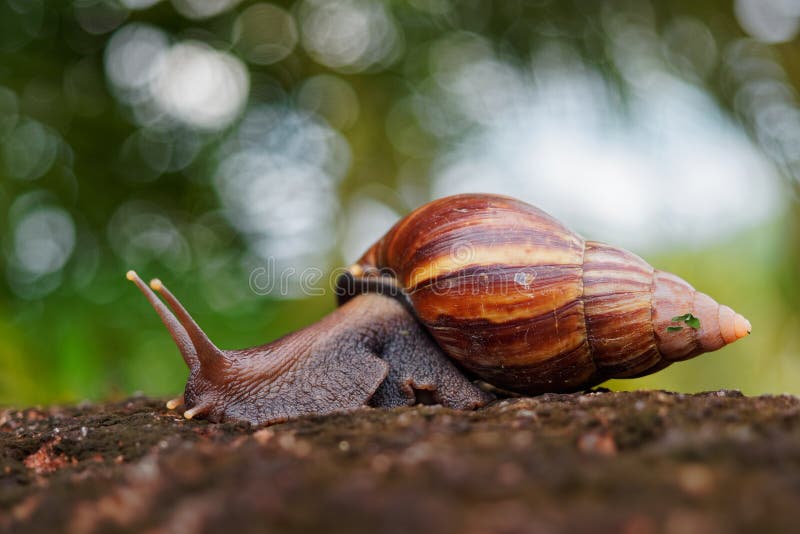 Giant African Land Snail - Achatina Fulica Large Land Snail in Achatinidae,  Similar To Achatina Achatina and Archachatina Stock Image - Image of  marginata, china: 168249447