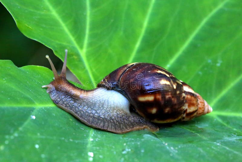 Giant African Land Snail Eating Watermelon, on a White Background