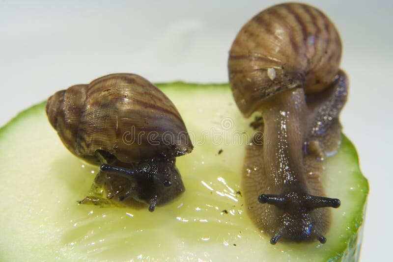 Giant African Land Snail Eating Watermelon, On A White Background