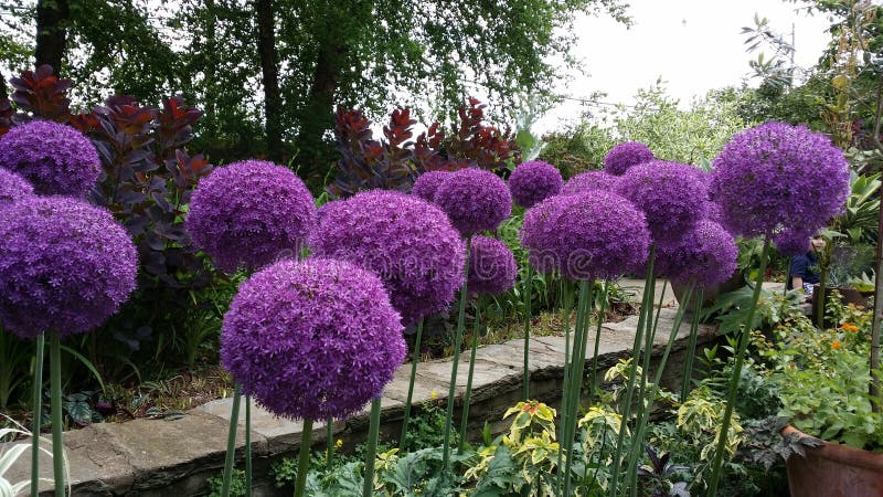 Giant Allium Purple Flowers