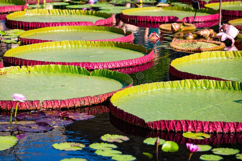 Giant Amazon water lily stock photo. Image of amazonian 1343944