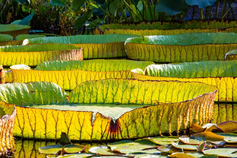Giant amazon water lily closeup at the pond stock photos Giant amazon water lily closeup at the pond stock photos