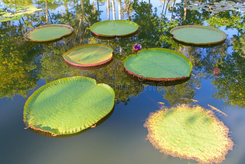 Giant Amazon water lily.Victoria Amazonica lotus stock photo Giant Amazon water lily.Victoria Amazonica lotus stock photo