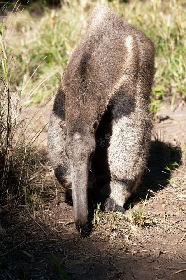 Giant Anteater Hug Pose Stock Photo 1122199469