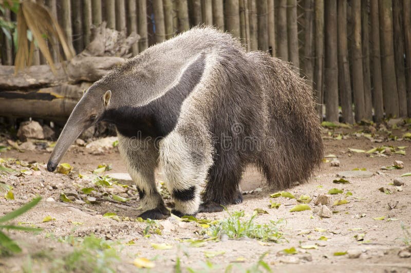 Giant ant eater walking and looking something