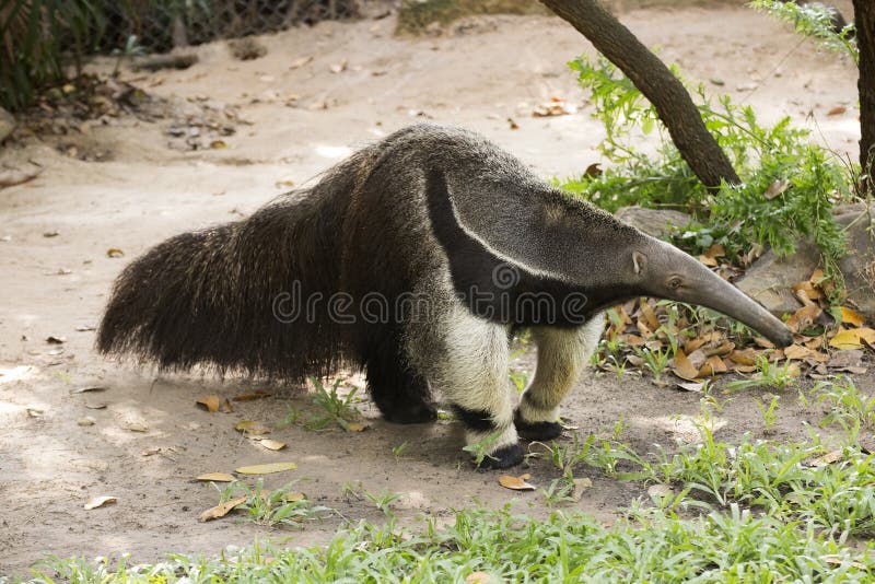 Giant ant eater walking and looking something
