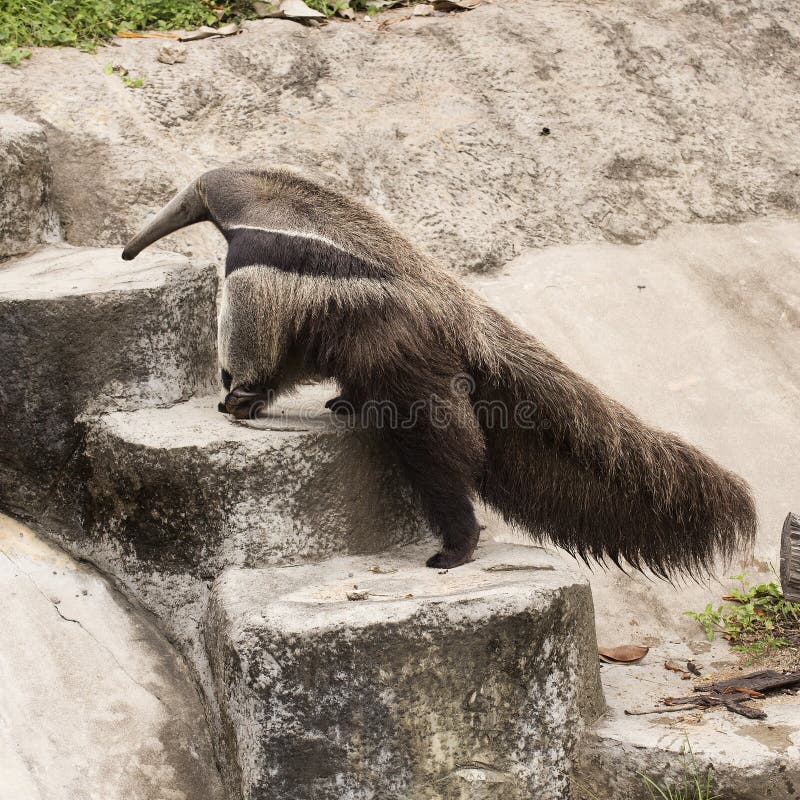 Giant ant eater walking to up stair