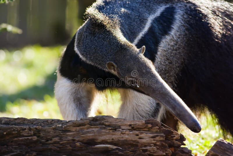 The Giant Anteater, Myrmecophaga tridactyla, is the largest species of anteater. It is found in Central and South America. It is the only species in the Myrmecophaga genus.It is a solitary animal, found in many habitats, including grasslands, deciduous forests and rainforests. It feeds mainly on ants and termites, sometimes up to 30,000 insects in a single day.The name Myrmecophaga tridactyla is