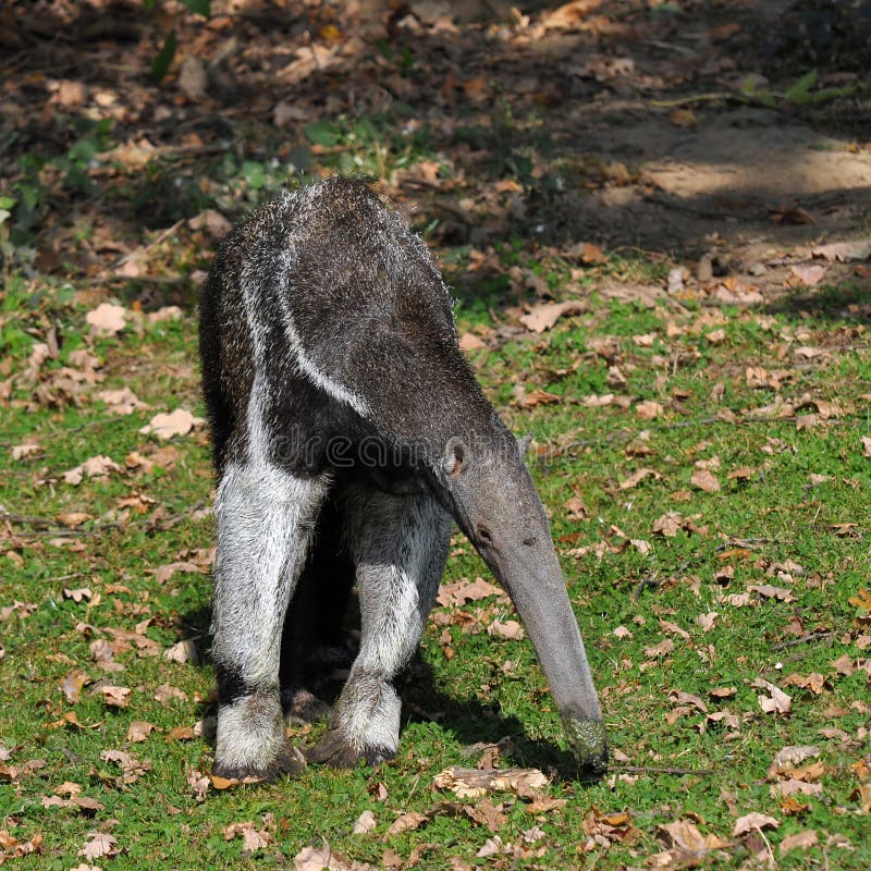 The Giant Anteater, Myrmecophaga tridactyla, is the largest species of anteater. It is the only species in the genus Myrmecophaga.