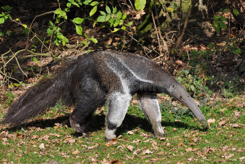 Giant anteater is found in Central and South America from Nicaragua to northern Argentina.