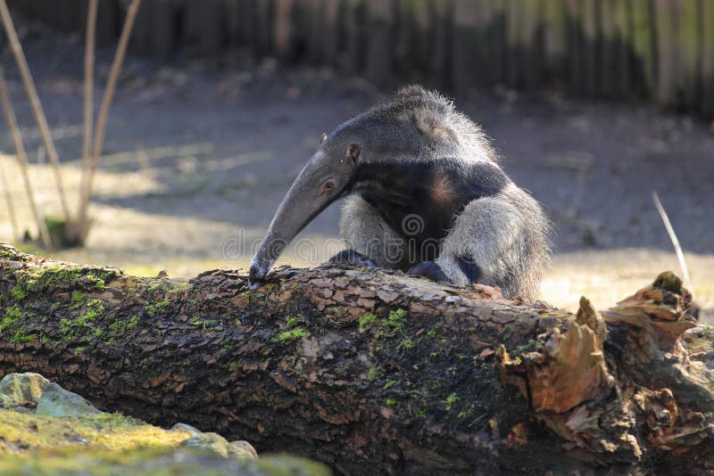 The giant anteater climbing to the wood trunk.