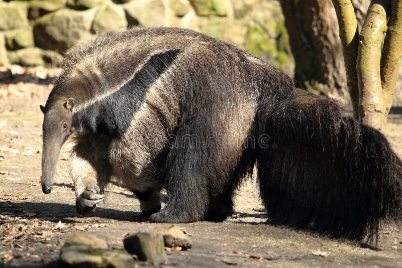 Giant Anteater Hug Pose Stock Photo 1122199469