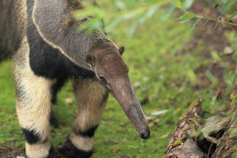 The detail of giant anteater.