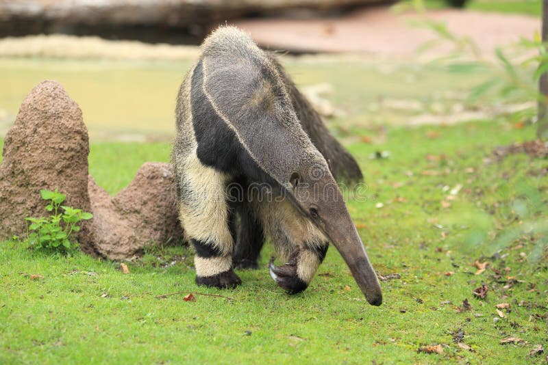 The adult giant anteater strolling in the grass.