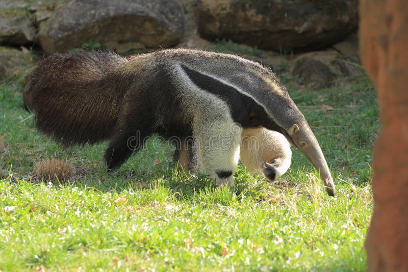 The adult giant anteater strolling in the grass.