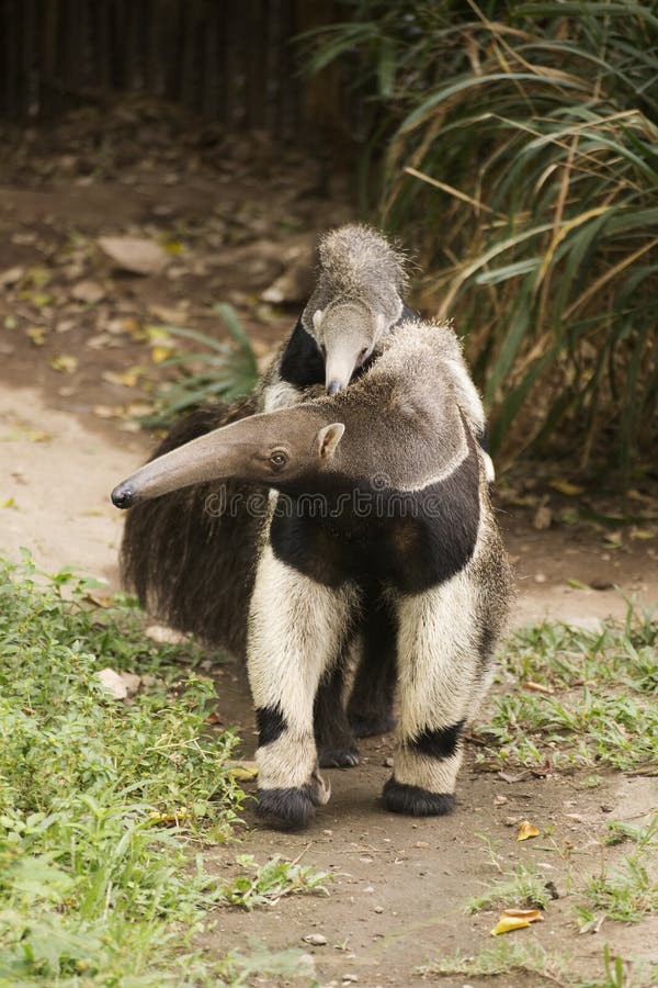 Giant Anteater (Myrmecophaga tridactyla) walking with baby on its back. Giant Anteater (Myrmecophaga tridactyla) walking with baby on its back