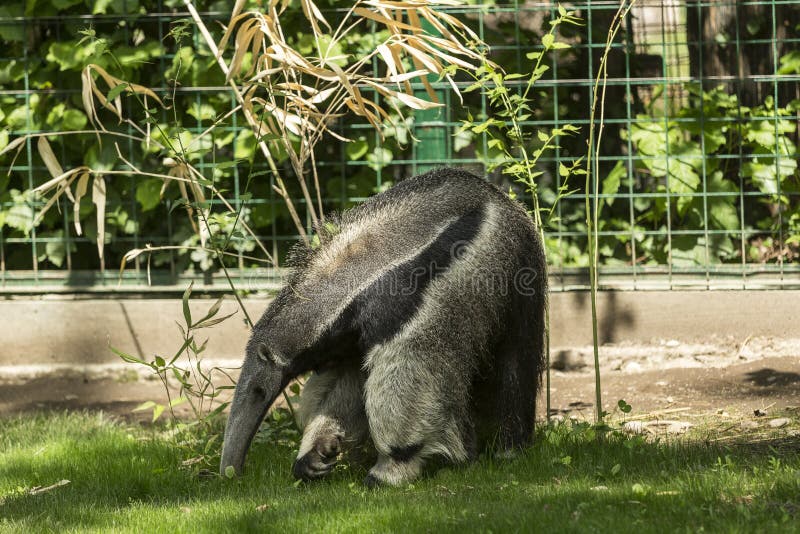 Anteater is a common name for the four extant mammal species of the suborder Vermilingua meaning `worm tongue` commonly known for eating ants and termites. Anteater is a common name for the four extant mammal species of the suborder Vermilingua meaning `worm tongue` commonly known for eating ants and termites.