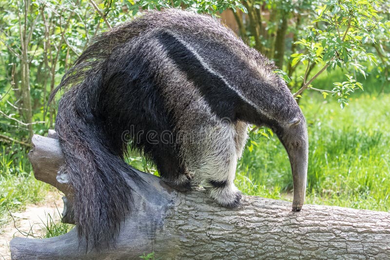 Giant Anteater, animal eating ants in a tree trunk