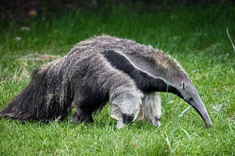 Giant anteater. Latin name - Myrmecophaga tridactyla. Giant anteater. Latin name - Myrmecophaga tridactyla