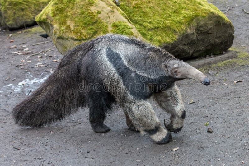 Giant anteater Myrmecophaga tridactyla or ant bear. Large insectivorous mammal with long snout and big bushy tail. Giant anteater Myrmecophaga tridactyla or ant bear. Large insectivorous mammal with long snout and big bushy tail.