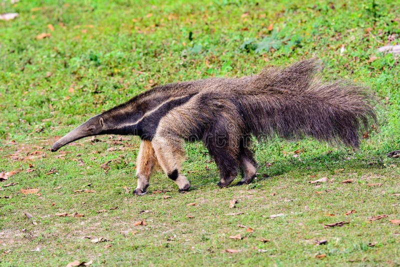 A Giant anteater walking in the Pantanal,Brazil. A Giant anteater walking in the Pantanal,Brazil