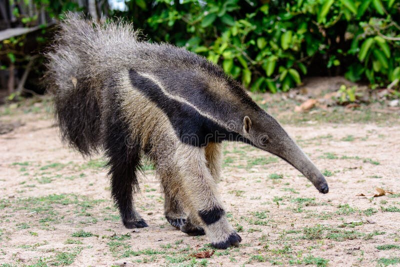 Giant Anteater walking towards us. Giant Anteater walking towards us