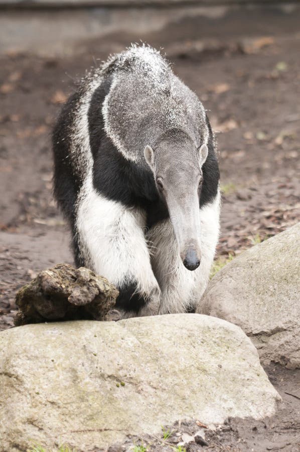 The Giant Anteater, Myrmecophaga tridactyla, is the largest species of anteater. It is found in Central and South America from Honduras to northern Argentina. It is a solitary animal, found in many habitats, including grasslands, deciduous forests and rainforests