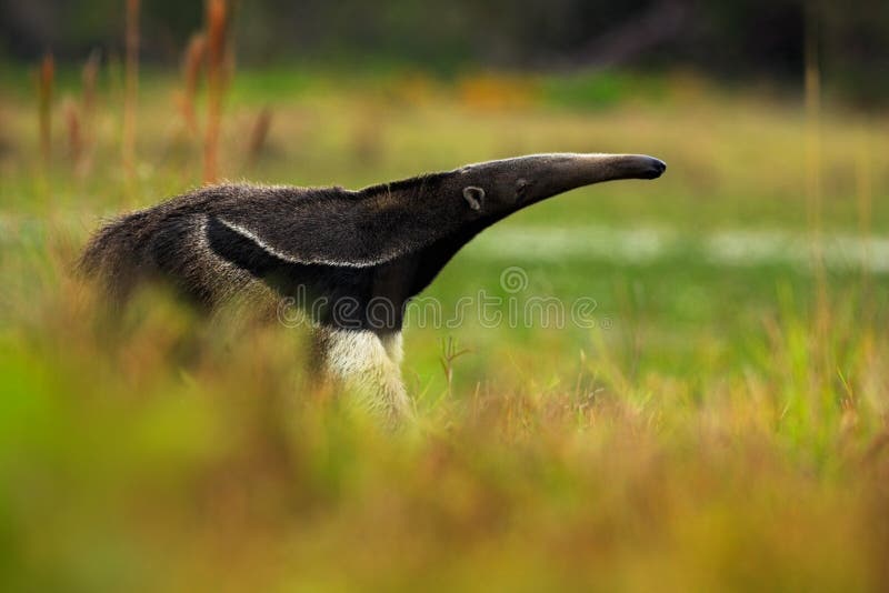 Giant Anteater, Myrmecophaga tridactyla, animal in nature habitat with long tail and very log nose, Pantanal, Brazil, America