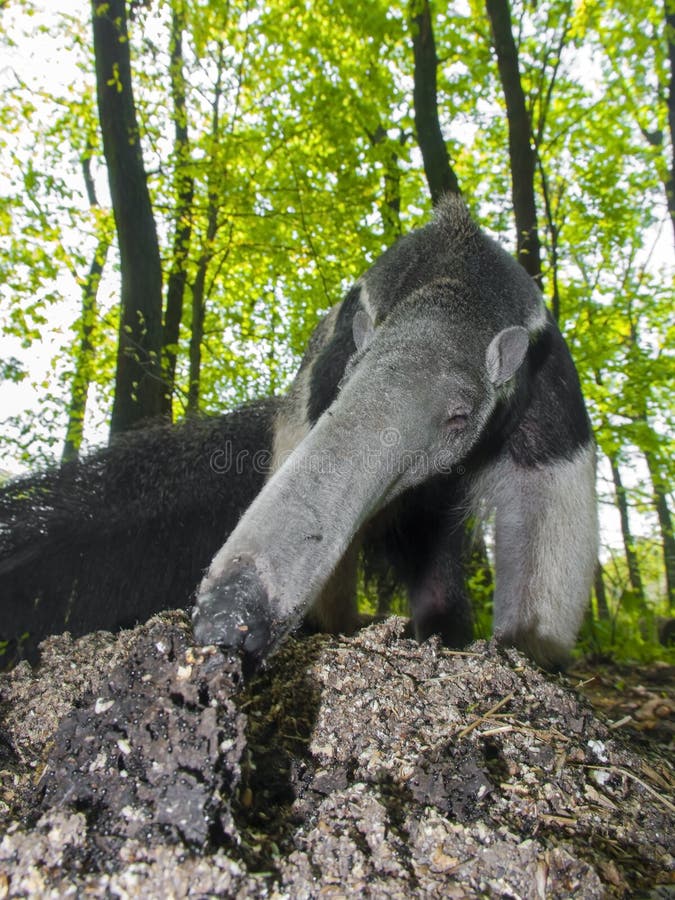 A giant anteater (Myrmecophaga tridactyla) is eating ants. A giant anteater (Myrmecophaga tridactyla) is eating ants