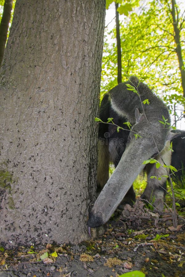 A giant anteater (Myrmecophaga tridactyla) is eating ants. A giant anteater (Myrmecophaga tridactyla) is eating ants