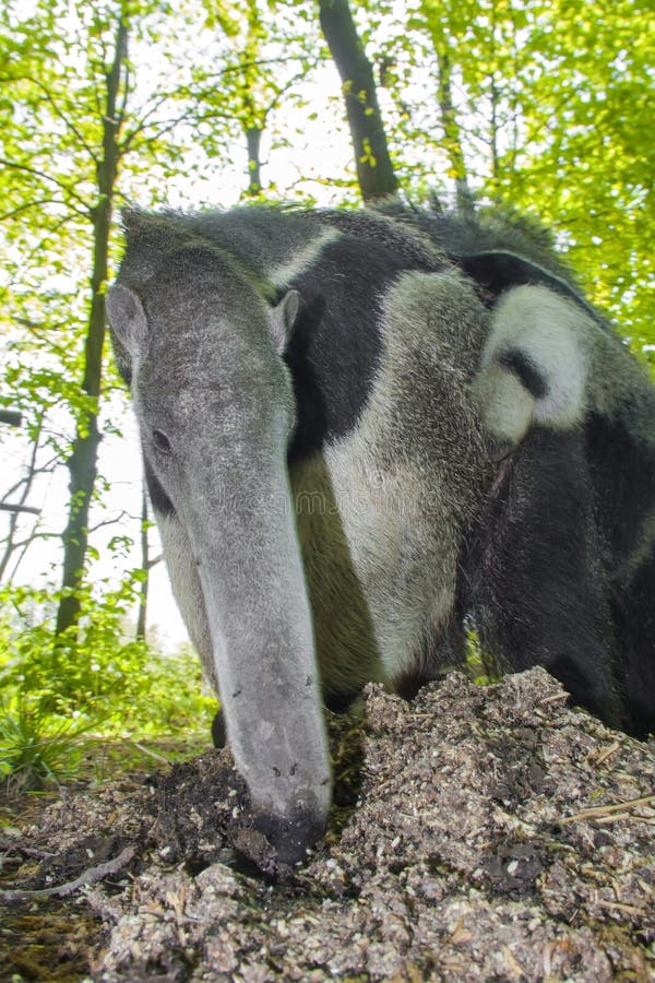 A giant anteater (Myrmecophaga tridactyla) is eating ants. A giant anteater (Myrmecophaga tridactyla) is eating ants