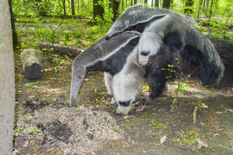 A giant anteater (Myrmecophaga tridactyla) is eating ants. A giant anteater (Myrmecophaga tridactyla) is eating ants