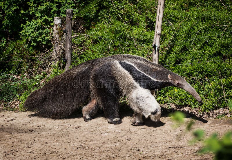 Giant anteater (Myrmecophaga tridactyla) and electric fence.