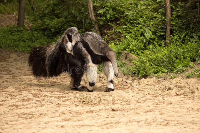 The Giant anteater, Myrmecophaga tridactyla, female with a baby on her back