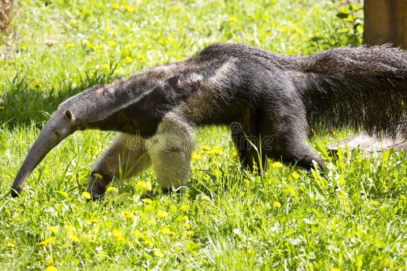 One Giant anteater, Myrmecophaga tridactyla, inhabits the llanos, feeds mainly termites