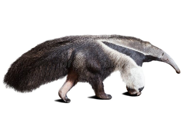 Giant anteater (Myrmecophaga tridactyla). Isolated over white