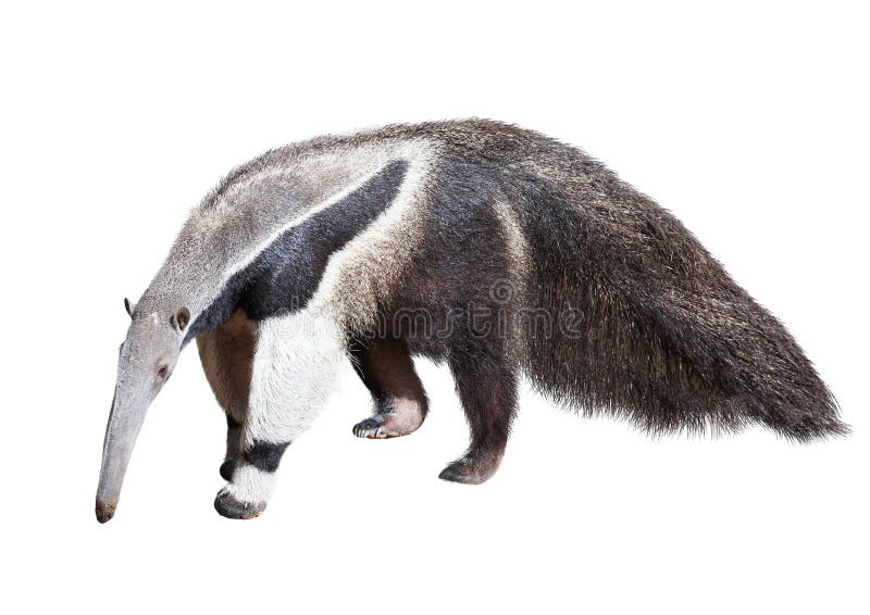 Giant anteater (Myrmecophaga tridactyla). Isolated over white background