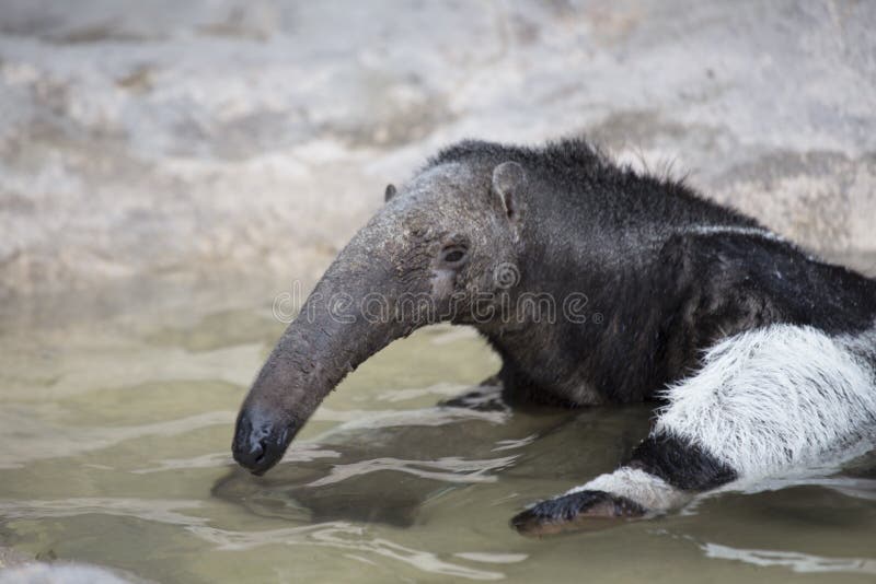 Giant Anteater (Myrmecophaga tridactyla) spotted outdoors in wild