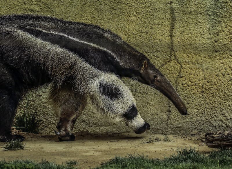 Giant Anteater Hug Pose Stock Photo 1122199469