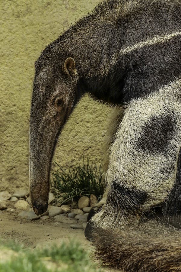 Giant Anteater Hug Pose Stock Photo 1122199469