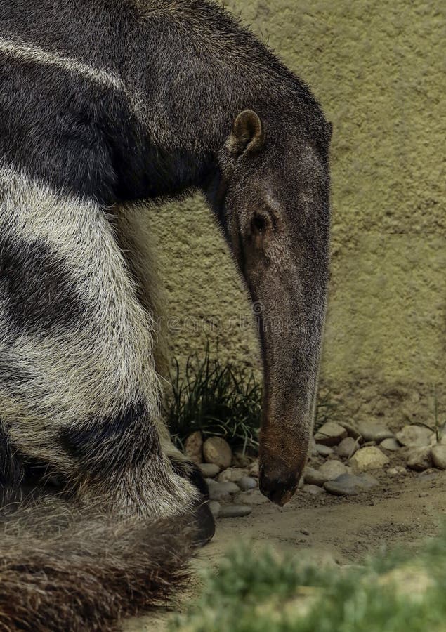 Giant anteater stepping along wall