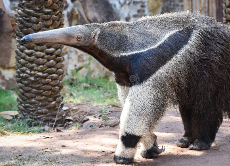 Giant Anteater Hug Pose Stock Photo 1122199469