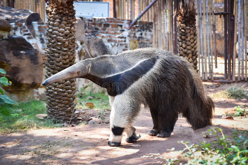 Giant Anteater Hug Pose Stock Photo 1122199469