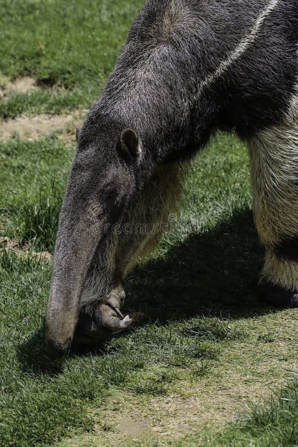 Giant Anteater Hug Pose Stock Photo 1122199469