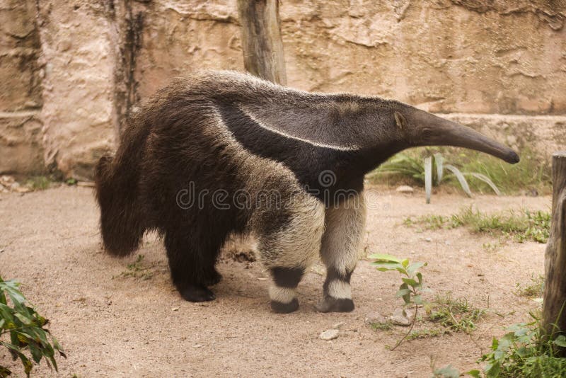 A Giant Anteater walking in the zoo