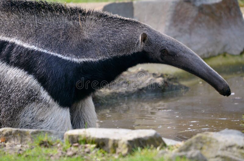 Closeup of Giant Anteater (Myrmecophaga tridactyla), view of profile, the legs in the water. Closeup of Giant Anteater (Myrmecophaga tridactyla), view of profile, the legs in the water